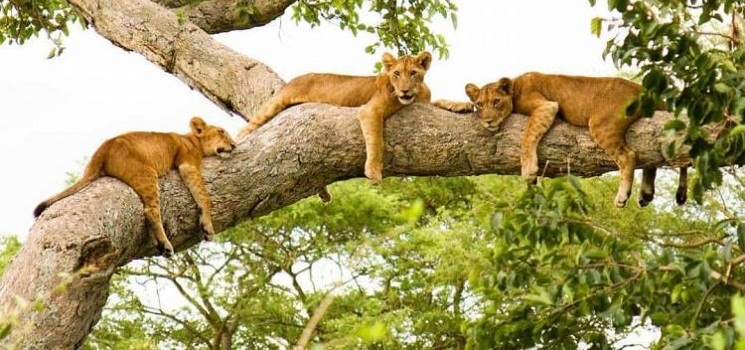 Where to see tree climbing lions in Uganda